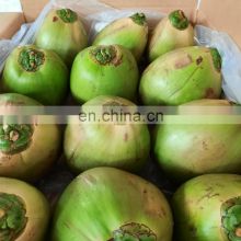 Best seller Fresh Whole/ Diamond Shape/ Peeled Xiem Coconut from Vietnam