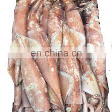 Frozen Todarodes Pacificus Squid