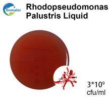 Photosynthetic Bacteria thumbnail-2