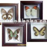 Dry Framed Butterfly