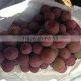 Best Red Global Grape/Yunnan Red Grape/China Grape thumbnail-1