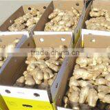 Fresh Ginger thumbnail-4