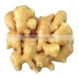 Fresh Ginger for Sale thumbnail-2