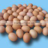 FRESH CHICKEN EGGS thumbnail-3