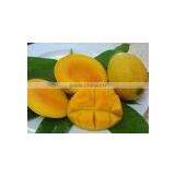 Mango thumbnail-2