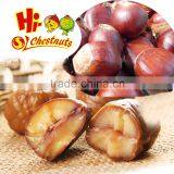 Canned Chestnut thumbnail-4
