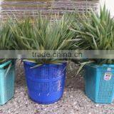 Fresh Bamboo Leaves thumbnail-1