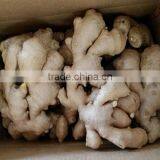 2016 Crop Air Dried Ginger at Good Price thumbnail-2