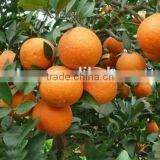 Citrus Aurantium Extract 90%-98% Hesperetin thumbnail-2