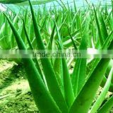 Aloe-emodin 95%, 98%