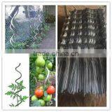 Galvanized Steel Tomato Plant Growing Spiral Wire