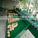 Fruit Sorting Machine/sorting Washing Machine thumbnail-4
