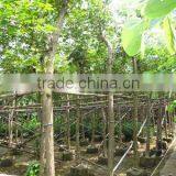 Tabebuia Chrysantha Potted and Rooted Nursery thumbnail-1