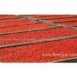 High Quality Goji Berry Powder, Bulk thumbnail-2