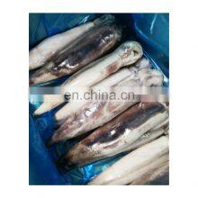 Wholesale Frozen IQF Squid WR Fishing Good Quality