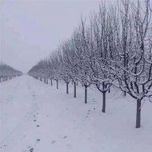 Prices of Sichuan North American Crabapples, Quotation List From the Base, Manufacturers and Wholesalers thumbnail-3