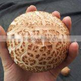 Fresh Mushroom thumbnail-4