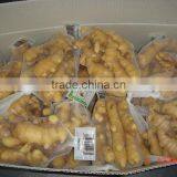 Fresh Ginger for Sale thumbnail-1