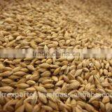 Best BARLEY From Direct UKRAINE PRODUCER thumbnail-5