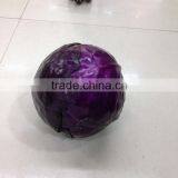 Fresh Cabbage thumbnail-1