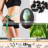 China supplier with cheap price garcinia cambogia extract manufacturers