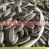 2014 Inner Mongolia Best Price 5009 Sunflower Seeds 24/64 Bulk Packing in 25kg pp Bag thumbnail-1