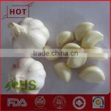 New fresh hot sale white garlic
