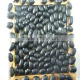 Chinese Black Kidney Bean Polished Crop 2016