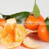 Fresh Orange for Sale Valencia Orange Price thumbnail-1