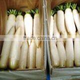 Chinese Local White Radish thumbnail-1