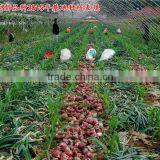 Hybrid Onion Seeds for Growing-red Preciousness thumbnail-3