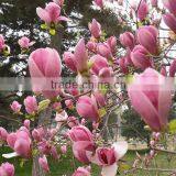 High Quality Purple Magnolia Seeds Mulan Tree Seeds For Sowing thumbnail-3