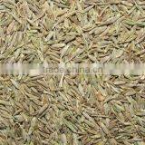 BEST BRONW CUMIN SEED / JEERA FROM INDIA thumbnail-6