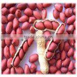 Good Quality Red Skin Peanut Kernels thumbnail-3