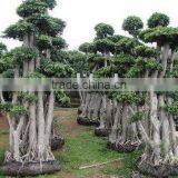 Ficus Tree