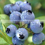 Blueberry Multiple Layer Continuous Type Mesh Belt Dryer thumbnail-6