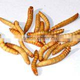 Freeze Dried Mealworm for Backyard Chicken thumbnail-2