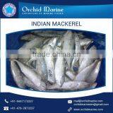 Amazing Quality Bulk Supplier of Indian Mackerel Available at Nominal Price thumbnail-5