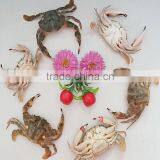 Frozen Half-cut Mud Crabs thumbnail-3