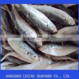 Frozen IQF Horse Mackerel thumbnail-1