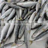 Frozen IQF Muroaji thumbnail-2