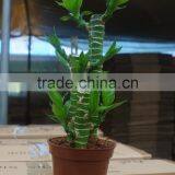 Lucky Bamboo Dracaena Sanderiana Lotus Bamboo thumbnail-2