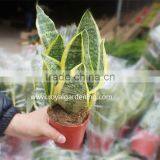 Sansevieria Trifasciata(Snake Plant )Ornamental Plants thumbnail-1