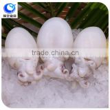 wholesale frozen food baby cuttlefish whole clean