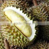 Durian thumbnail-4