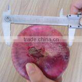 2014 new crop fresh red big onion from Shandong, China                        
                                                Quality Choice