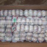 Chinese Garlic White Garlic Wholesale Garlic