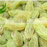 New Crop Organic Green Raisin With High Quality and Hot Sale thumbnail-1