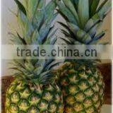 Fresh Pineapples Best Quality