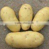 Juyuan Potato thumbnail-1